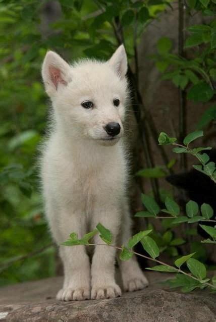 White Wolf Pup Wolves Wolves