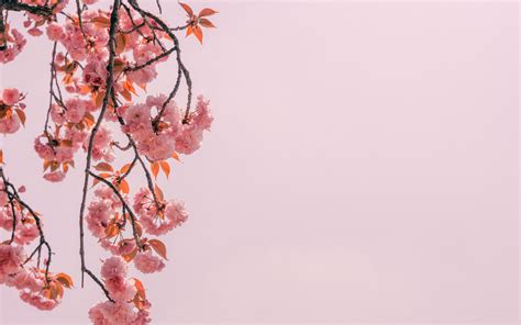 Download Wallpaper 3840x2400 Branch Flowers Pink Bloom Spring 4k