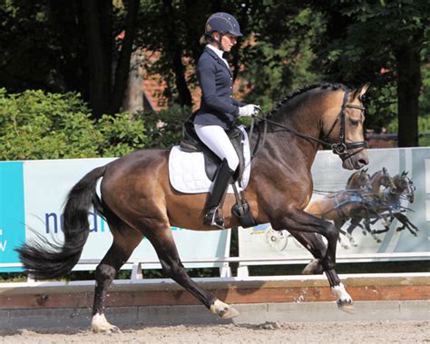 Annika schleus pferd „saint boy verweigerte den parcours. hippothek.de