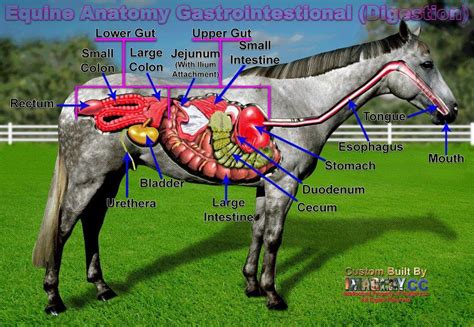 Equine Gastro Intestinal System Via Certified Horsemanship Association