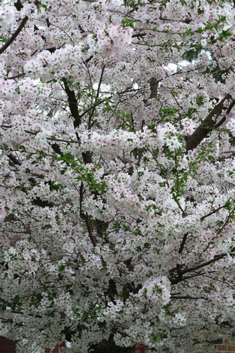 Maybe you would like to learn more about one of these? Flowering Cherry Trees are Blooming Now