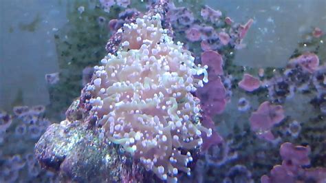 Green And Purple Frogspawn Coral Youtube