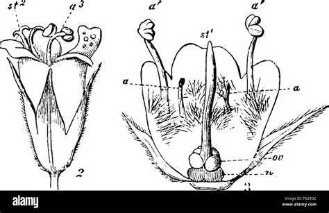 handbook of flower pollination based upon hermann muller s work the fertilisation of