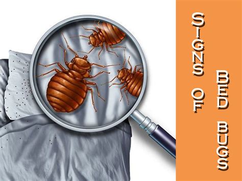 9 Bed Bug Signs And Symptoms In Your Home Pest Wiki