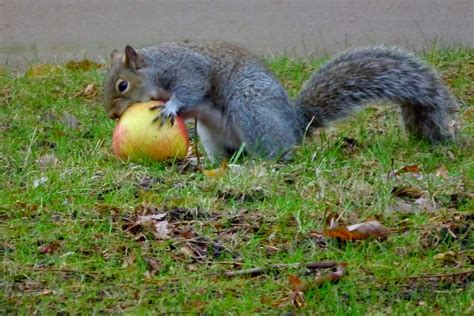 Squirrel Eating An Apple This Little Squirrel Had Just Bur Flickr