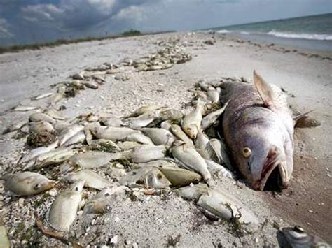 Hundreds Of Dead Fish Washed Up In Mar Menor The Leader