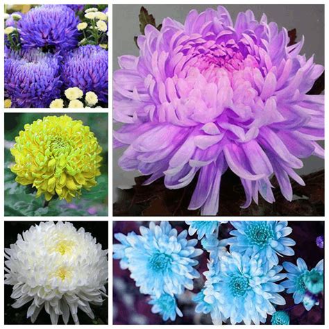 100pcs Color Chrysanthemum Daisy Seeds