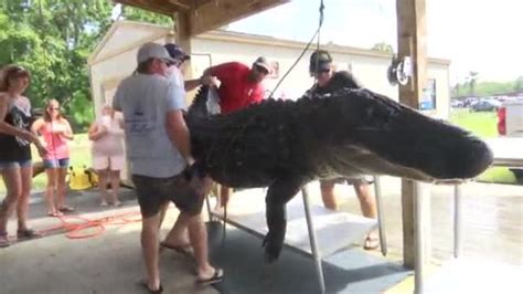 Massive Alligator Caught In Florida