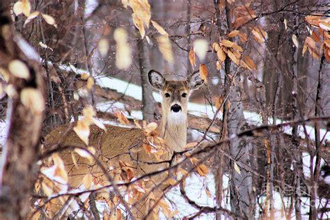 Deer In Winter 2011 No1 Photograph By Rl Clough Fine Art America