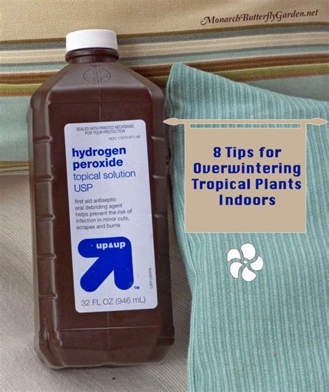 Use A Hydrogen Peroxide Mix For Stopping Fungus Gnat Infestations