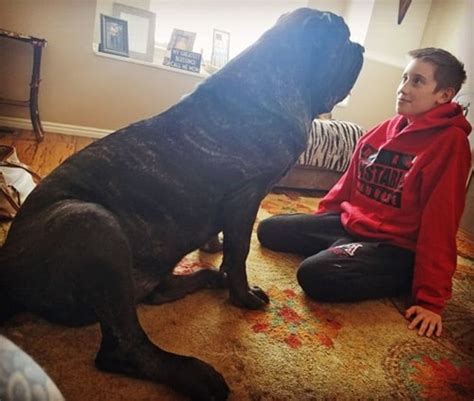 Meet The ‘worlds Biggest Puppy Stands 6 Feet Tall And Weighs 168 Lbs