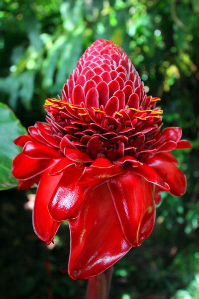 Australian culture is as broad and varied as the country's landscape. Rainforest Plant 2 | Photo