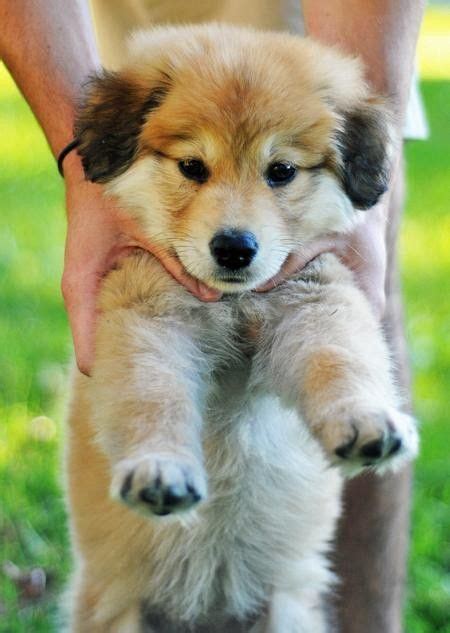 German Shepherd And Golden Retriever Mix Appearance Size And Pictures