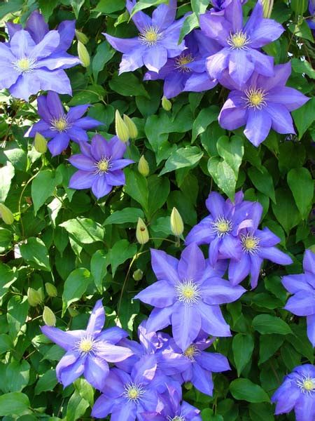 What should i fertilize with? FLOWERING VINES NEW JERSEY, VINES JERSEY NEW FLOWERING ...