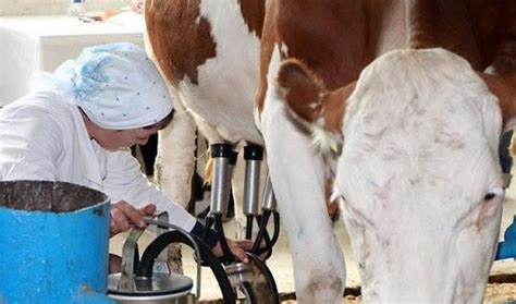 Cómo Ordeñar Una Vaca Con Una Máquina De Ordeño Reglas De Uso En Casa