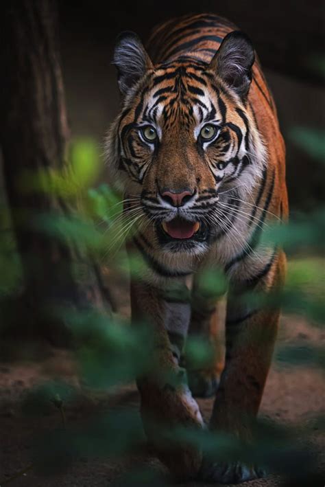 Ondřej Chvátal Ondejchvtal Profile 500px Sumatran Tiger Tiger