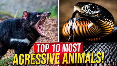 10 Most Aggressive Animals Youtube