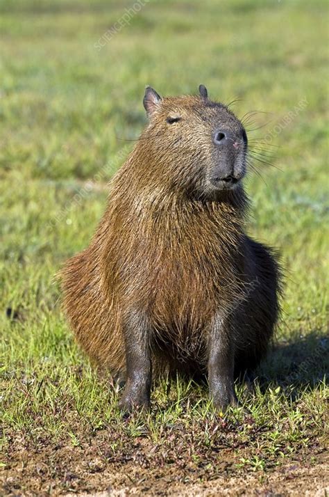 Capybara Stock Image C0065024 Science Photo Library