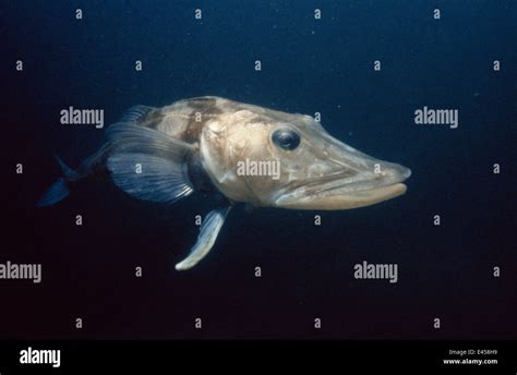 Icefish Chaenocephalus Aceratus Antarctica Note No Scales Or