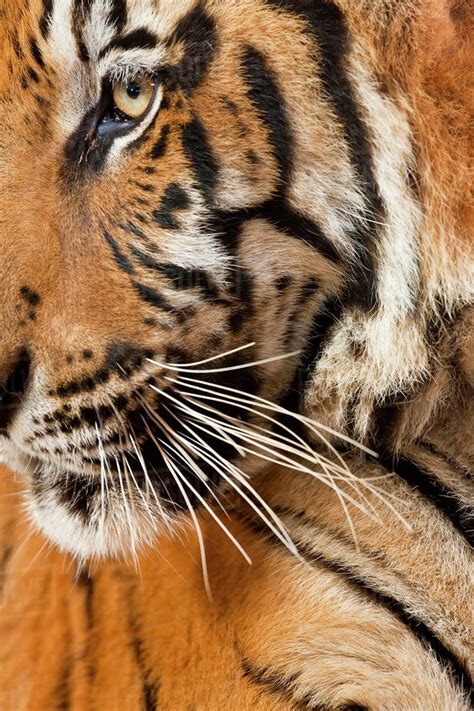 Close Up Of A Tigers Head Fur Pattern Whiskers And Eye Stock Photo