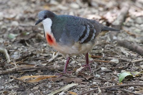 Dolksteekduif (gallicolumba luzonica) kölner zoo, cologne, germany conservation status: Luzon Bleeding-heart | Columbidae Gallicolumba luzonica ...