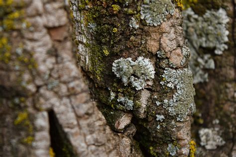 Imagine Gratuită Lichen Copaci Mușchi Scoarţă De Copac Textura