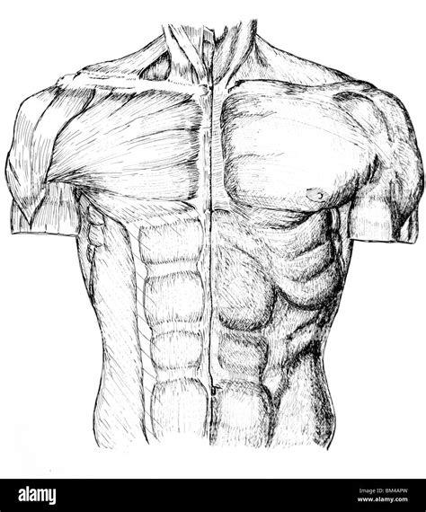 Torso Muscle Anatomy Drawing Pen And Ink Anatomical Drawing Of The