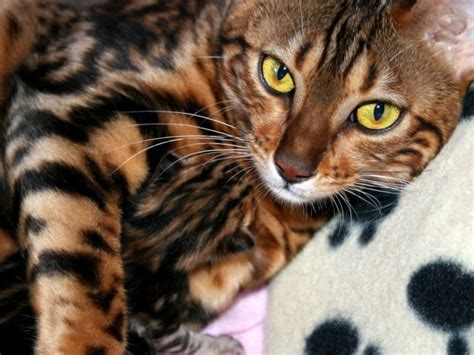 Bengal Katze Günstig Abzugeben Wann Sie Misstrauisch Werden Sollten