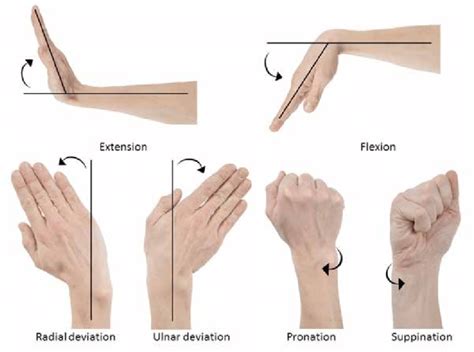 Wrist Exercises Health Benefits How To Do Variation Mobile Physio