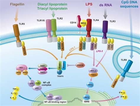 Simplified Diagram Of Some Toll Like Receptor TLR Signaling Pathways Download Scientific