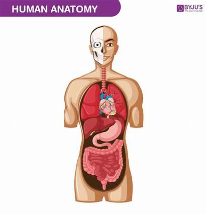 Anatomy Human Physiology Form Noor Ain Beings