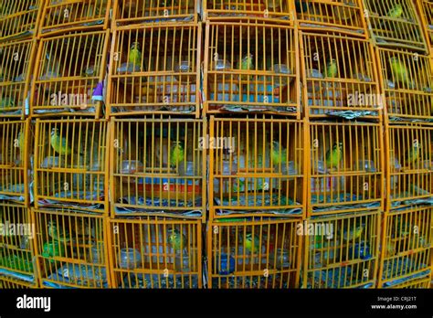 Bird Market In Hong Kong China Hong Kong Stock Photo Alamy