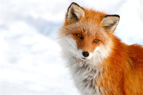 Cute Ezo Red Foxes Playing In Hokkaido Learn About The Wildlife Of