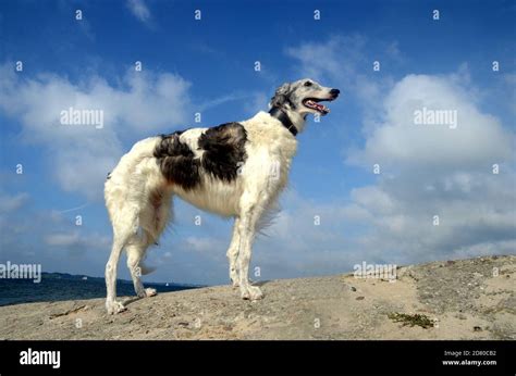 Elder Silverwhite Female Borzoi Stands At A Beach Seen From A Rather
