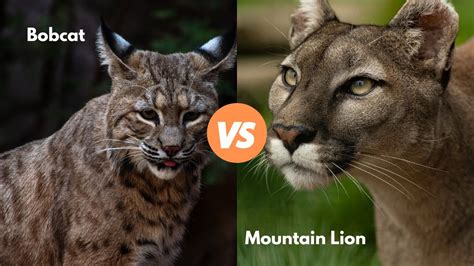 Bobcat Vs Mountain Lion W Examples Youtube