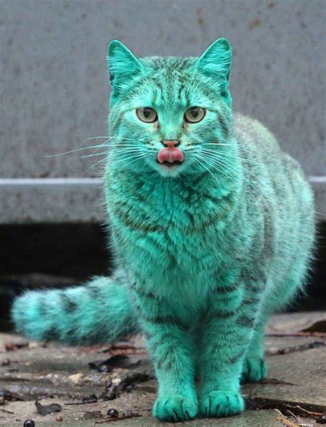 This Cat Accidentally Turned Himself Turquoise And Its Actually Really