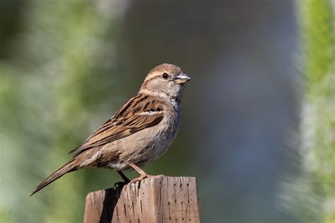 Sparrow Hd Wallpaper Background Image 2048x1365