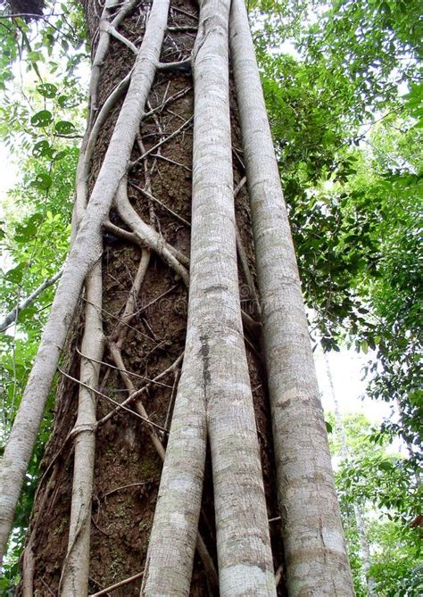 Australian Fig Ficus Rainforest Tree Close Up Of Bark Stock Photo