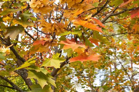 Autumn Maple Branch With Colorful Leaves October Mood Stock Image