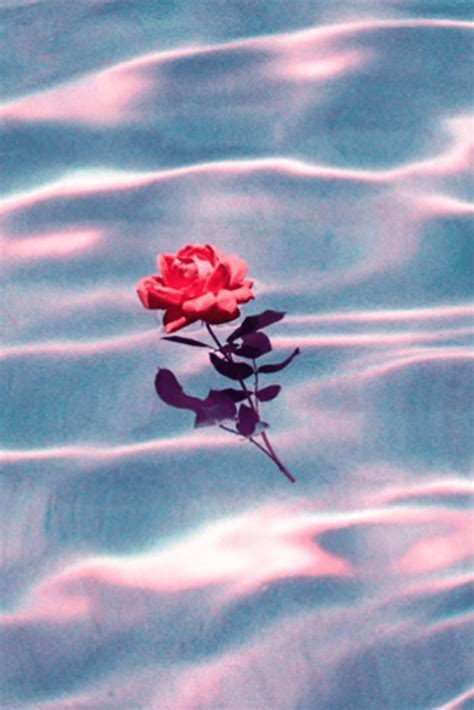 Grunge Rose Aesthetic Desktop Wallpapers Top Free Grunge Rose