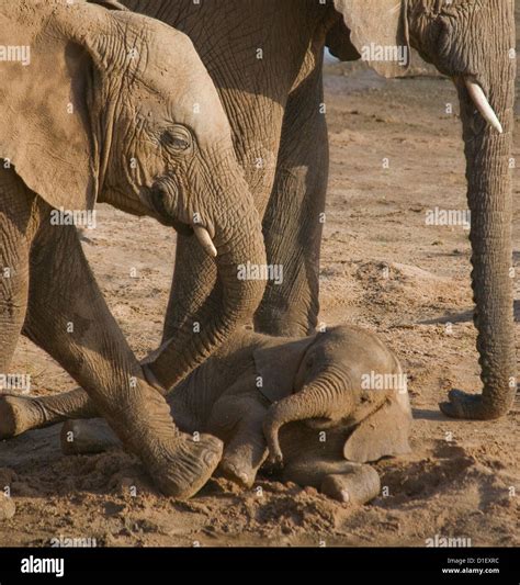 Elephant Lying Down Hi Res Stock Photography And Images Alamy