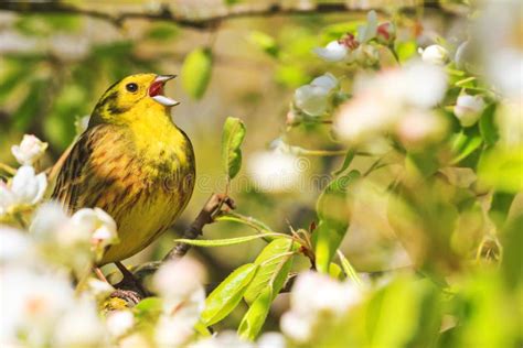 Song Birds Singing In The Flowers In The Trees Stock Photo Image Of