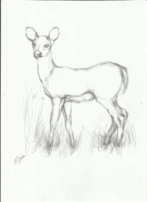 Deer In Forest Drawing At Getdrawings Free Download