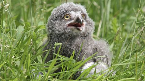 Baby Snowy Owls Hatch Make History At Ohios Akron Zoo Kiro 7 News