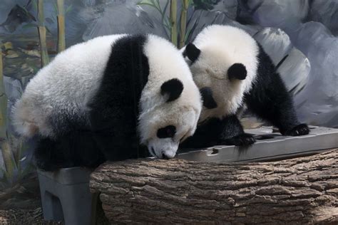 Panda Updates Friday September 1 Zoo Atlanta