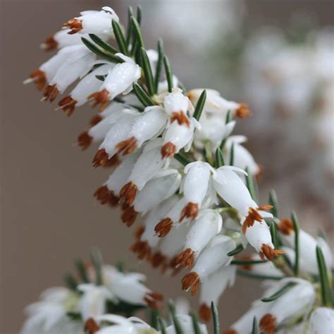 Buy Winter Heath Heather Erica Carnea F Alba Whitehall