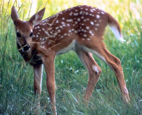 Whitetail Facts 16 Things To Know About Fawns