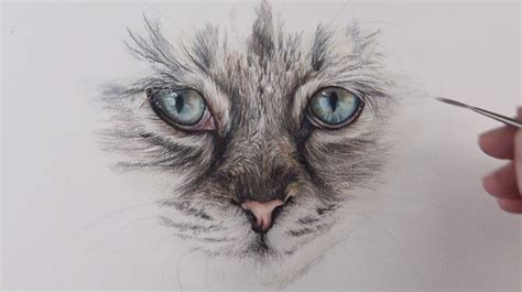 14,000+ vectors, stock photos & psd files. How to Draw Cat Eyes with Colored Pencils
