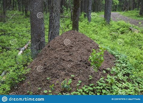 An Anthill In A Coniferous Forest Insects In The Forest Stock Photo