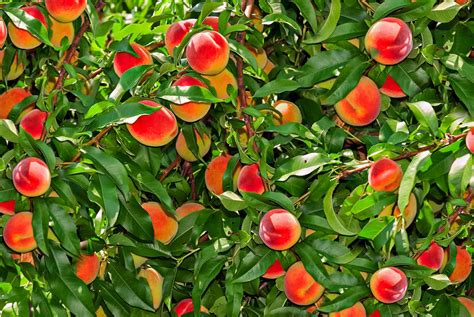 Dwarf Fruit Trees For North Texas Fruit Trees Pelajaran
